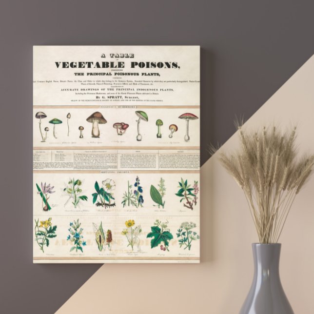 Póster Retro ventilado de hongos venenosos 1840-1850 (Subido por el creador)
