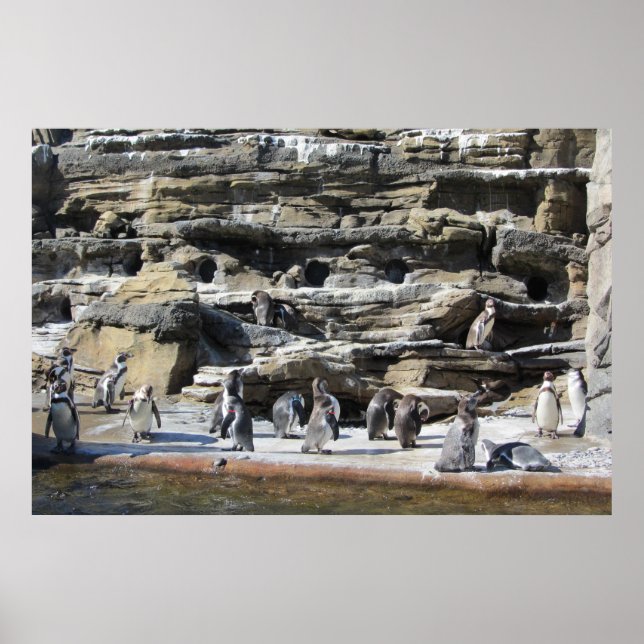 Póster Reunión de los Pingüinos (Frente)