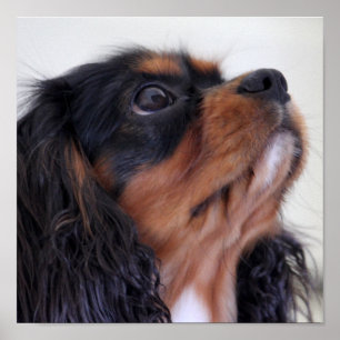 Póster Rey Charles Cavalier Spaniel Puppy