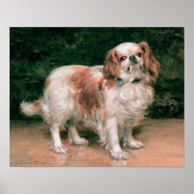Póster Rey Charles Spaniel, 1907 (Frente)