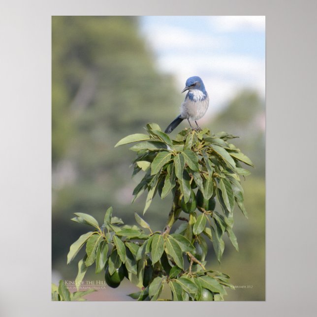 Póster Rey de la colina (Frente)