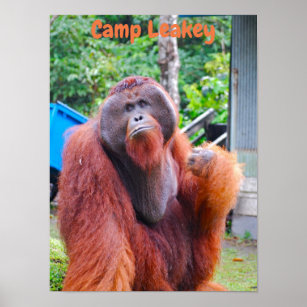 Póster Rey de Orangután en el campamento de Leakey Borneo