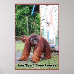 Póster Rey de Orangután en el campamento Leakey Indonesia