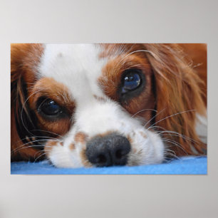 Póster Rey imponente Charles Cavalier