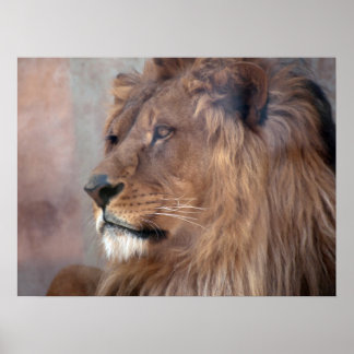 Póster Rey León