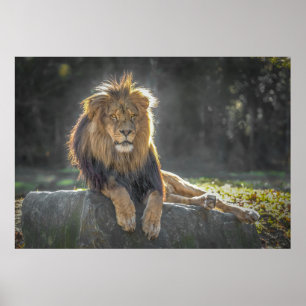Póster Rey León de la Selva