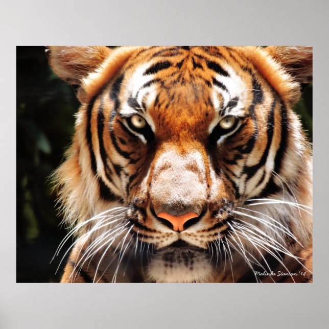 Póster Rey malayo (Frente)