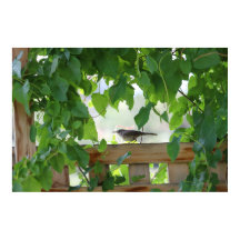 Reyezuelo En Emparrado