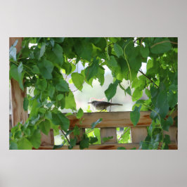 Póster Reyezuelo En Emparrado