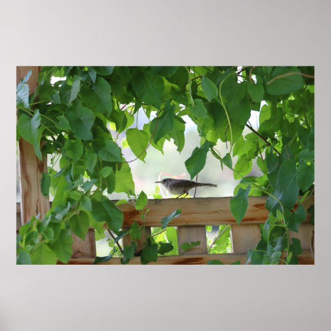 Póster Reyezuelo En Emparrado (Frente)