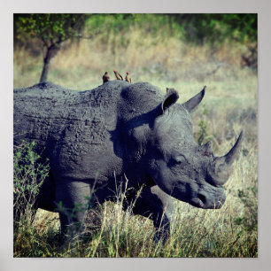 Póster Rhino