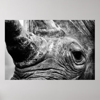 Póster Rhino de B&W