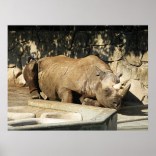 Póster Rhino durmiente