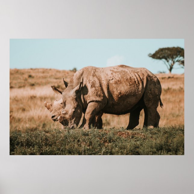 PÓSTER RHINO EN ÁFRICA GRAZANDO (Frente)