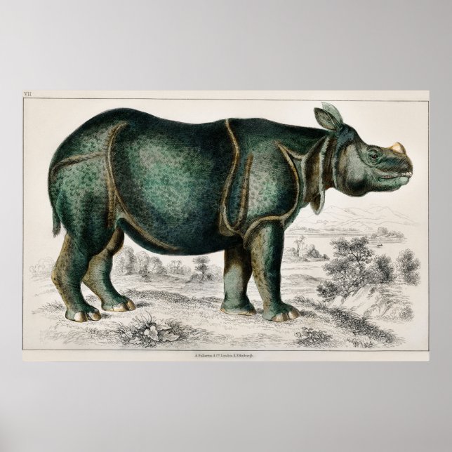 Póster Rhinoceros by Oliver Goldsmith (Frente)