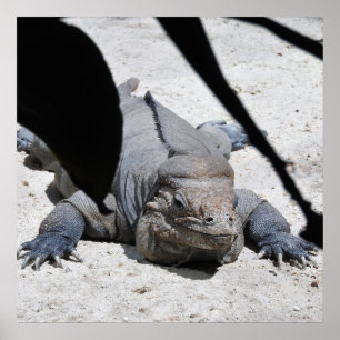 Póster Rhinoceros Iguana