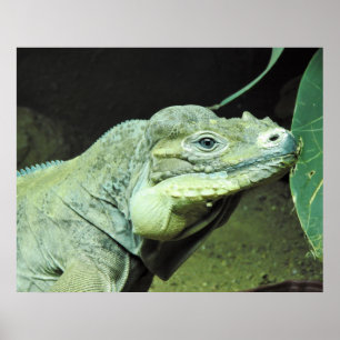 Póster Rhinoceros Iguana