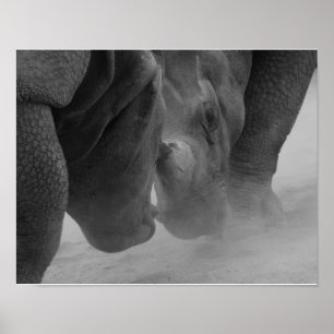 Póster Rhinoceros Settling
