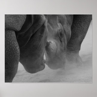 Póster Rhinoceros Settling