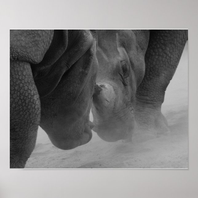 Póster Rhinoceros Settling (Frente)