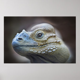 PÓSTER RHINOCERUS IGUANA, CARIBE
