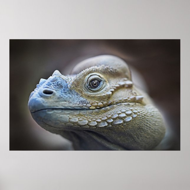 PÓSTER RHINOCERUS IGUANA, CARIBE (Frente)