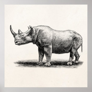Póster Rhinos del rinoceronte del ilustracion del