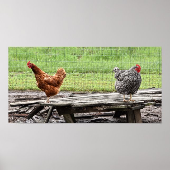 Póster Rhode Island Red and Plymouth Rock Hens (Frente)