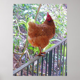 Póster Rhode Island Red Hen