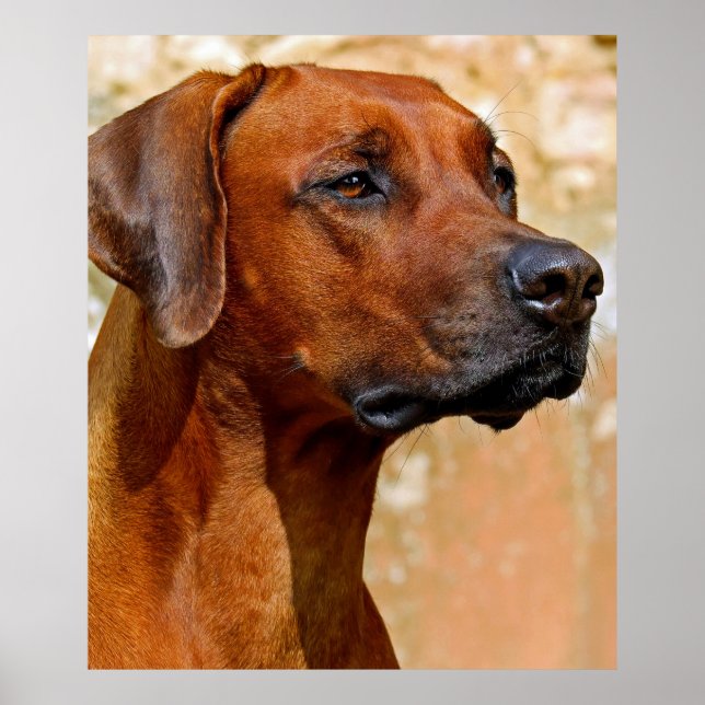 Póster Rhodesia ridgeback (Frente)