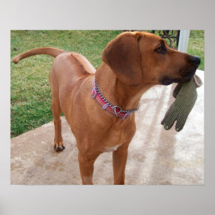 Póster RHODESIA RIDGEBACK Mascota de perro engendró trave
