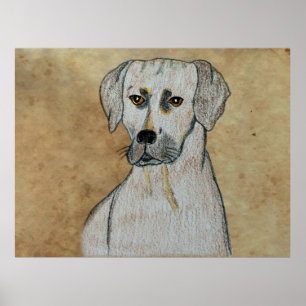 Póster Rhodesian Ridgeback