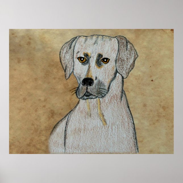 Póster Rhodesian Ridgeback (Frente)