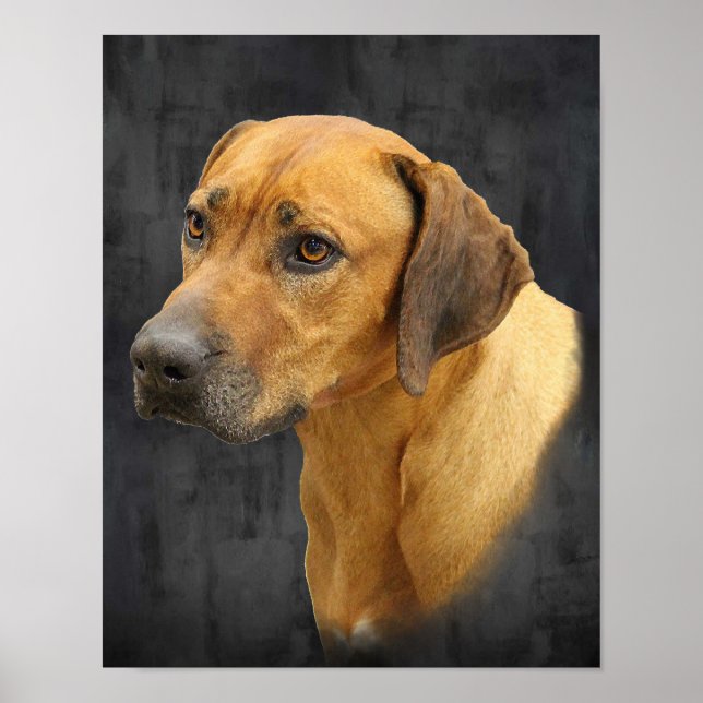 Póster Rhodesian Ridgeback (Frente)