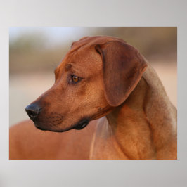 Póster Rhodesian Ridgeback
