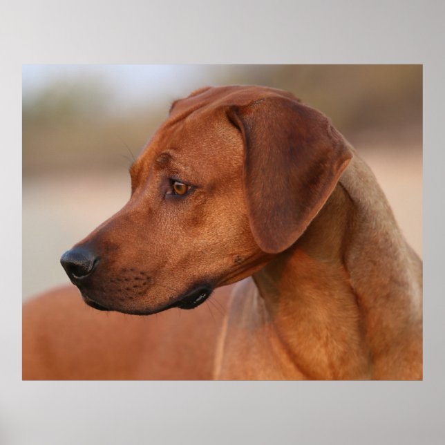 Póster Rhodesian Ridgeback (Frente)