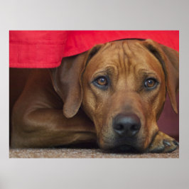 Póster Rhodesian Ridgeback