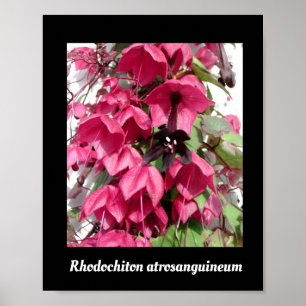 Póster Rhodochiton atrosanguineum