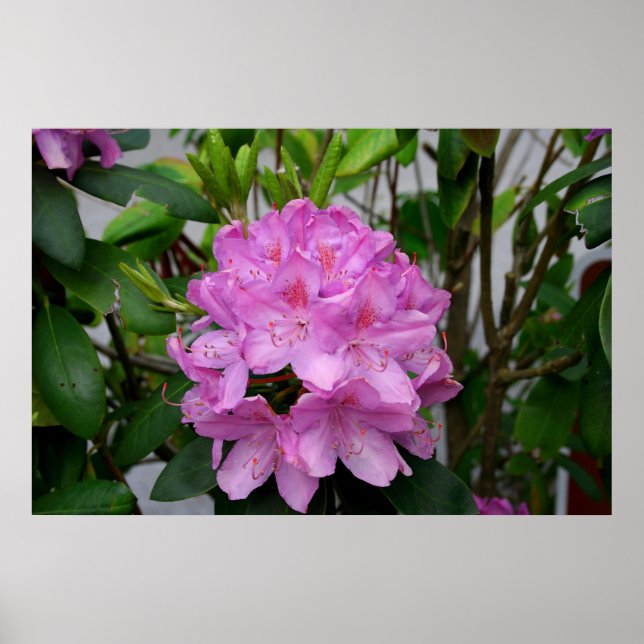 Póster Rhododendron (Frente)
