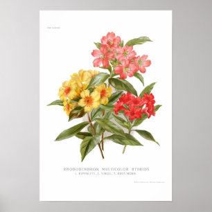 Póster Rhododendron