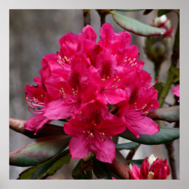 Póster Rhododendron