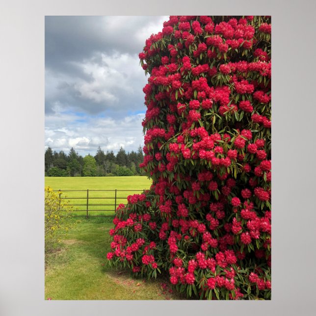 Póster Rhododendron and Scenic View in Scotland (Frente)