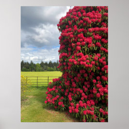 Póster Rhododendron and Scenic View in Scotland