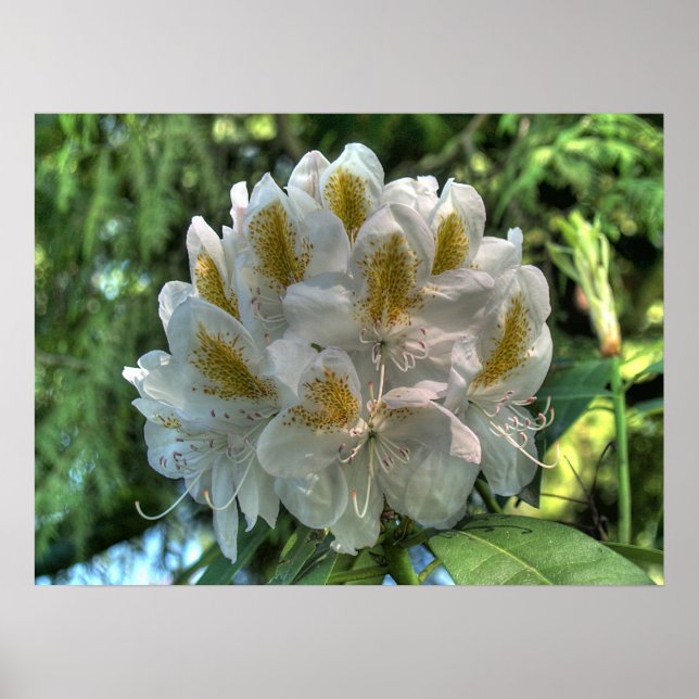 Póster Rhododendrón blanco (Frente)
