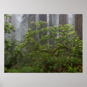 Póster Rhododendron en el Parque Nacional Redwood en Cali