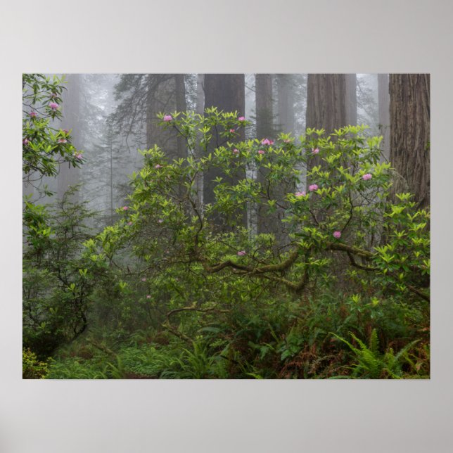 Póster Rhododendron en el Parque Nacional Redwood en Cali (Frente)