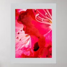 Rhododendron FLORACIÓN