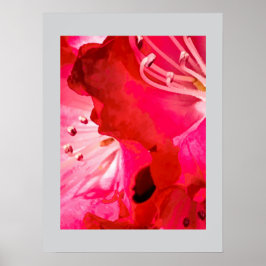 Póster Rhododendron FLORACIÓN