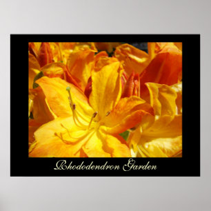 Póster Rhododendron Flowers art prints Sisters Garden