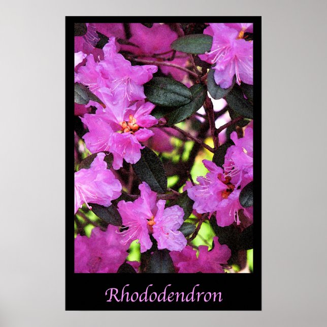 Póster Rhododendron Garden Flores Naturaleza floral (Frente)